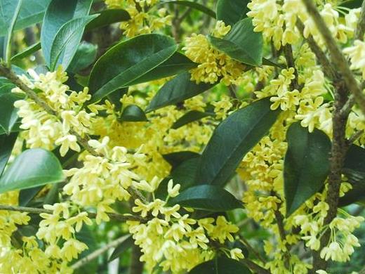 绣球花瓣上有锈斑怎么回事 如何养护长势旺