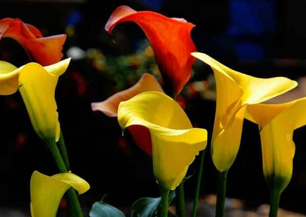 昙花是仙人掌花吗 修剪方法是什么