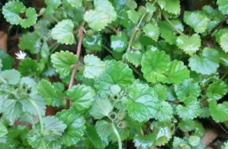 长春花叶子卷曲怎么回事 有哪些解决方法