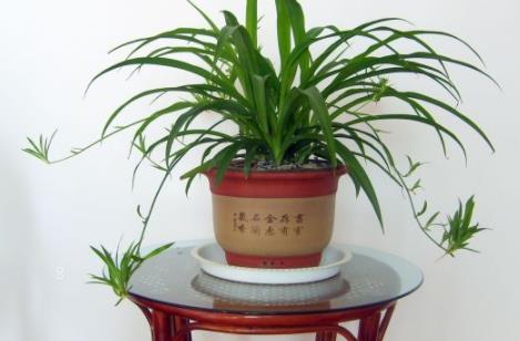 杂交粳稻品种天隆优619高产栽培技术 怎么养殖比较好