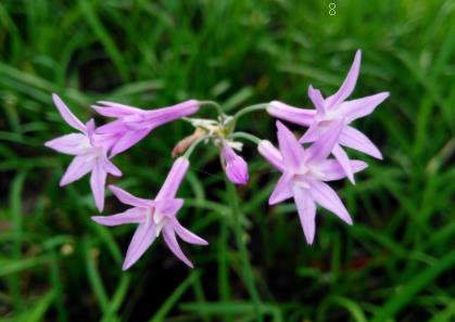 绿色马铃薯栽培技术 马铃薯怎么施肥好