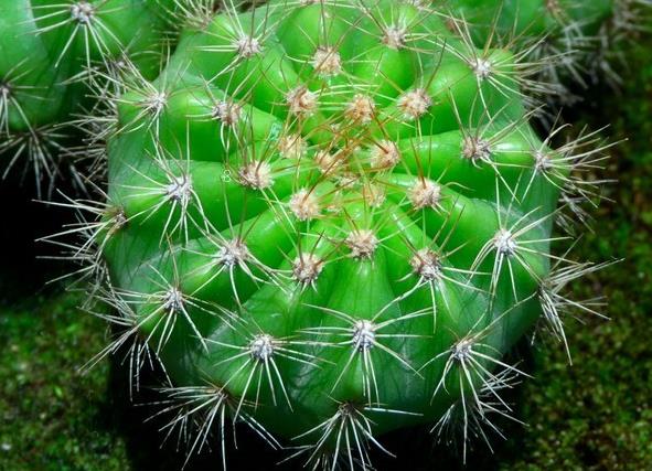 帝冠怎么养 帝冠有哪些繁殖方法