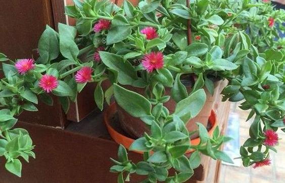 蔓绿绒如何养殖 注意事项有哪些