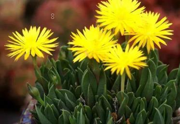 蛛丝卷绢怎么浇水 蛛丝卷绢养殖技巧总结