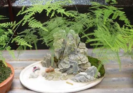 琴叶榕叶子大面积变褐色是什么原因 怎么防治好