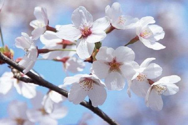 芍药怎么过冬 芍药的冬季养护注意事项