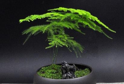 橡皮树长得太高怎么办 如何修剪好