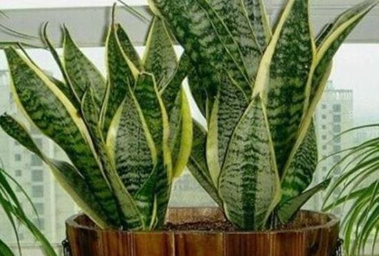 三角梅什么时候修剪合适 修剪方法是什么