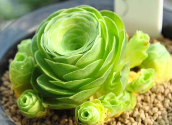 怎么让玉露长得快 长得紧凑的方法是什么 怎么让玉露长得快 长得紧凑的方法是什么