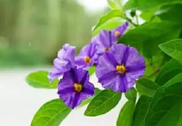 太阳花插花瓶里怎么养 水养太阳花的注意事项有哪些