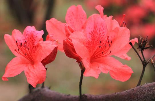 琴叶榕叶子锈斑怎么防治 能恢复吗 琴叶榕叶子锈斑怎么防治 能恢复吗