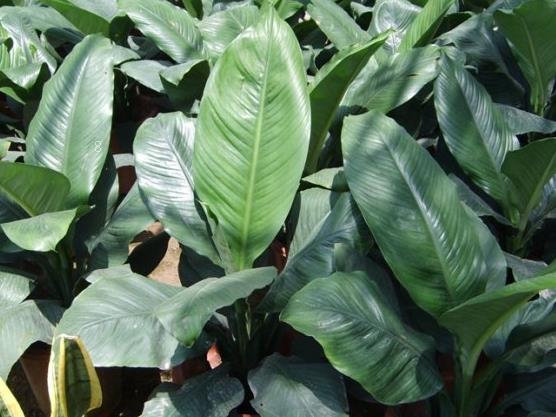 水培竹子叶子发黄怎么办 解决方法有哪些