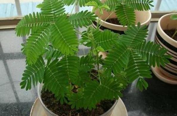 宫灯花如何养殖 养护时需要注意些什么