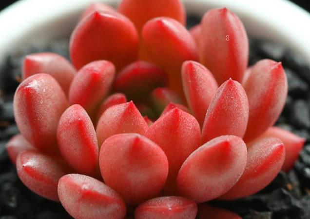 蟹爪兰的病虫害预防 应该怎么治疗