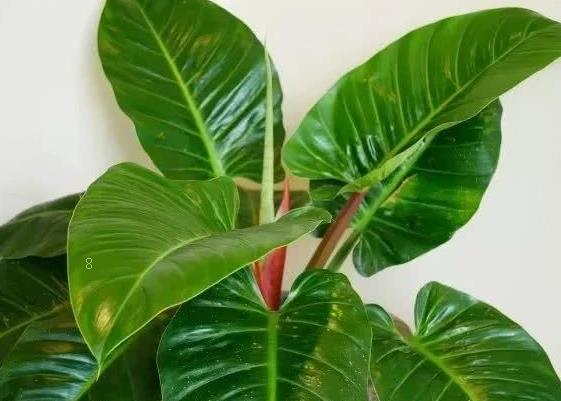 东洋锦与复色海棠的区别 复色海棠如何养护