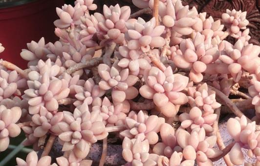 琉璃殿常见虫害有哪些 防治方法是什么