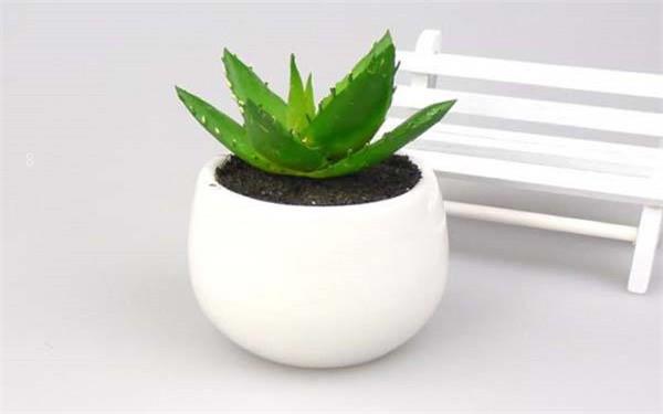 铜钱草养殖方法 注意事项有哪些 铜钱草养殖方法 注意事项有哪些