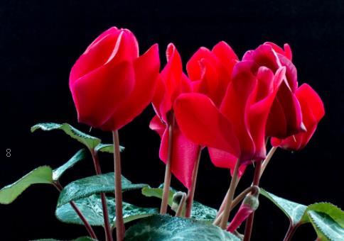 脱毒马铃薯早春如何地膜覆盖 怎么栽培高产早春马铃薯