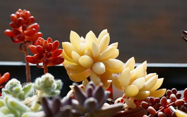 网上买的多肉回家怎么处理种植 多肉养护技巧