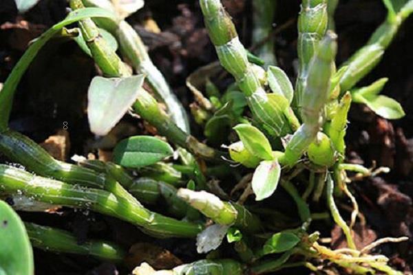 栀子花怎么修剪 一般应在什么时候修剪 栀子花怎么修剪 一般应在什么时候修剪