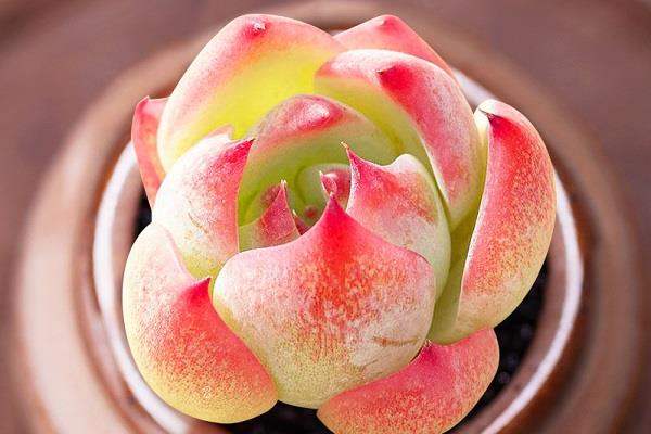 新买的多肉如何修根 需要我们怎么做 新买的多肉如何修根 需要我们怎么做