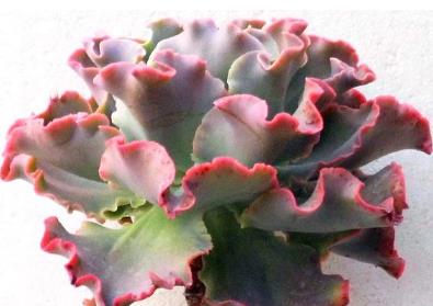 姬玉露和冰灯玉露如何区别 二者的不同点有哪些 姬玉露和冰灯玉露如何区别 二者的不同点有哪些