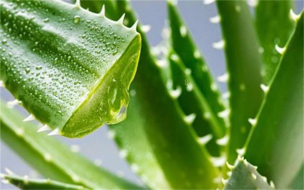 红心莲多肉致癌吗 怎么养殖