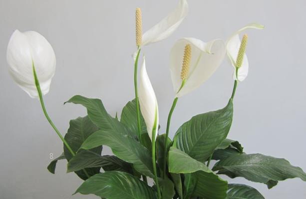 甘蔗种子怎么种植 科学种植方法是什么