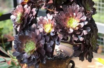 粉蓝鸟怎么养 多肉粉蓝鸟的种植注意事项