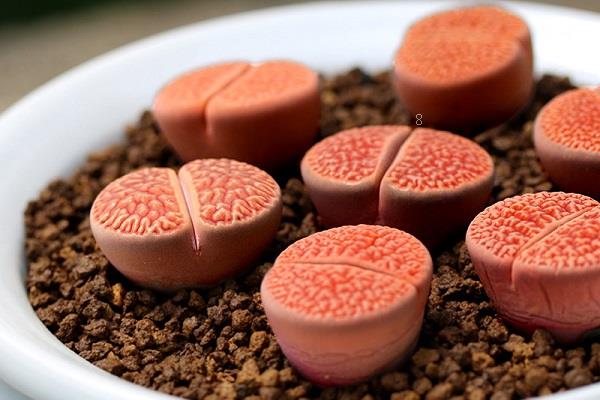 如何养好多肉植物 怎样让多肉快速服盆 如何养好多肉植物 怎样让多肉快速服盆