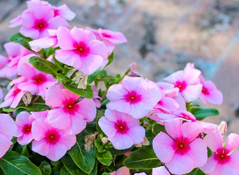 长春花有毒吗 可以在家中养殖吗