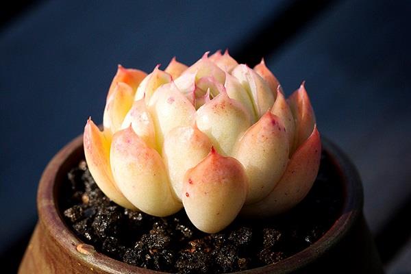 新手养多肉如何浇水 需要注意哪些问题