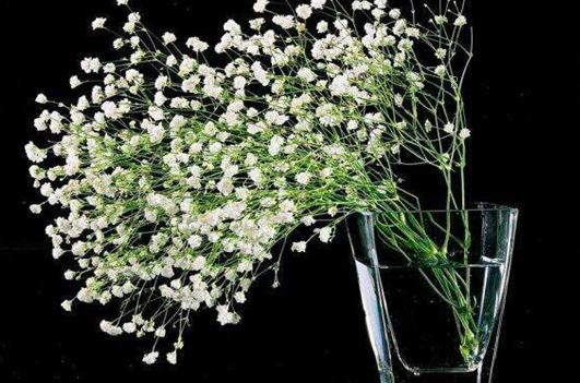 天竺葵如何养殖长得旺盛 养护时有哪些注意事项