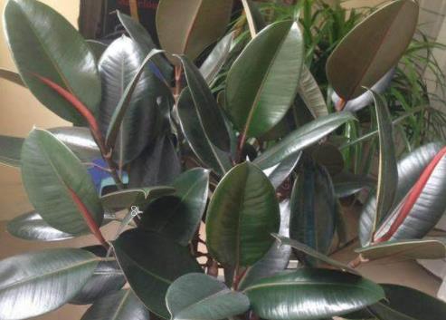 玉米高产的方法是什么 为什么给玉米种子包衣