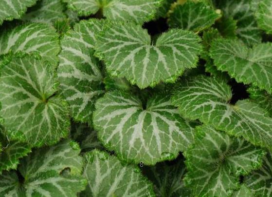 凌霄花怎么种植长得快 养几年才开花