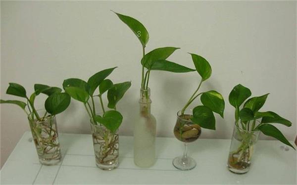 2025最火多肉有哪些 你知道哪几种