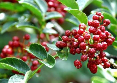 栽培枸杞需要注意什么 枸杞养殖技巧