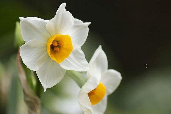 蟹爪兰扦插妙招 蟹爪兰的养护方法