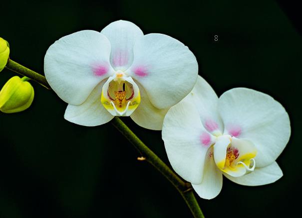 佛珠吊兰与珍珠吊兰有什么区别 如何进行区分 佛珠吊兰与珍珠吊兰有什么区别 如何进行区分