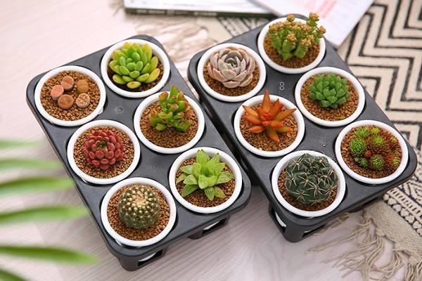 夏季如何养黑法师多肉 有哪些方面需要注意 夏季如何养黑法师多肉 有哪些方面需要注意