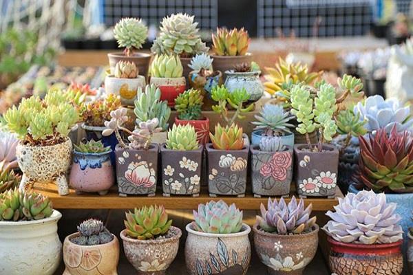 2025年怎样养好多肉植物 多肉的病虫害防治方法