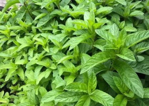 郁金香的养殖方法 生长要什么环境