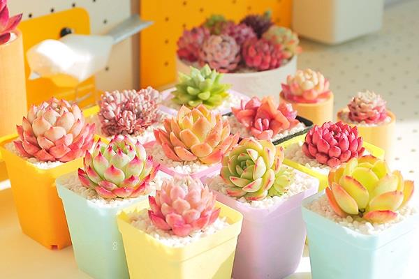 多肉植物施肥方法是什么 有哪些注意事项