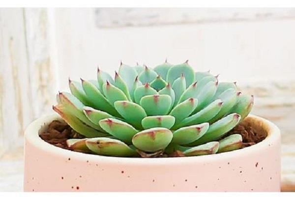 2025年最招财的5种多肉 招财又好养