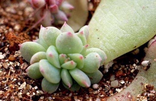 熊掌多肉怎么爆盆 养护时应该注意些什么 熊掌多肉怎么爆盆 养护时应该注意些什么