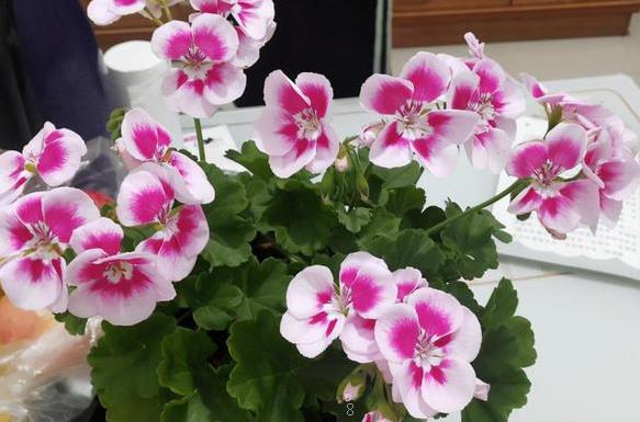 藤彩虹月季有刺吗 开花都有什么颜色