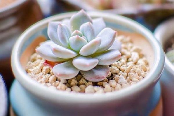 多肉植物好养吗 适宜温度是多少