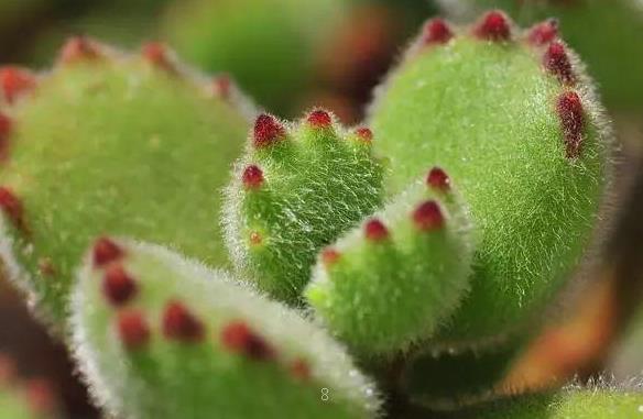 当归的功效与作用 食用时有什么禁忌