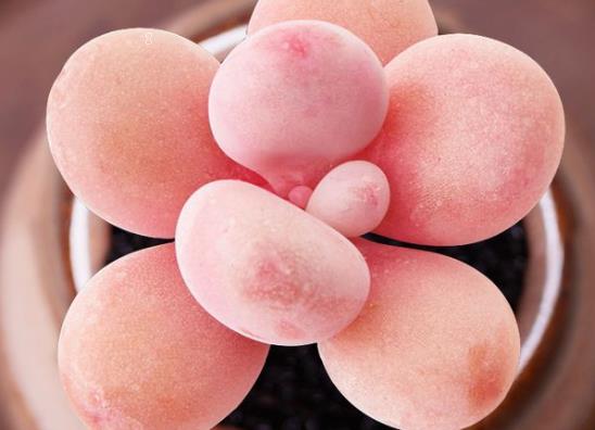 怎么让山地玫瑰复苏 复苏后养护需要注意些什么