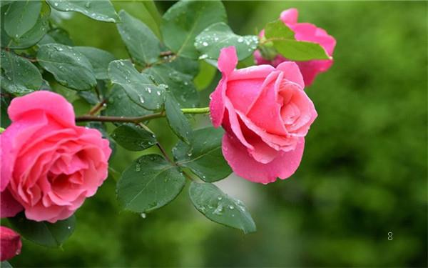 山茶花的养殖方法 养护注意事项有哪些 山茶花的养殖方法 养护注意事项有哪些